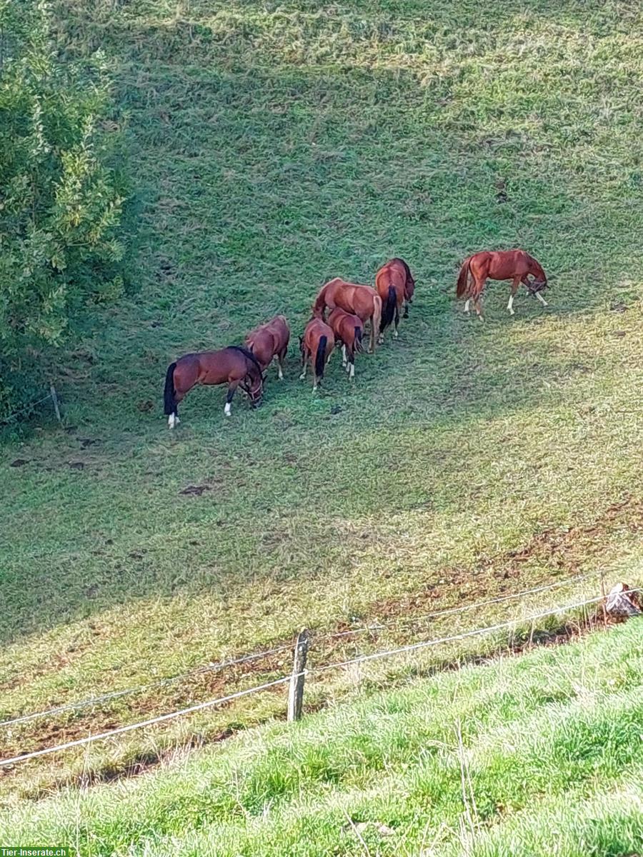 Bild 7: Aufzuchtplätze in familiärer Fohlenweide in Wölflinswil AG