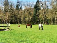 Offenstallplatz nähe Sursee auf Bauernhof