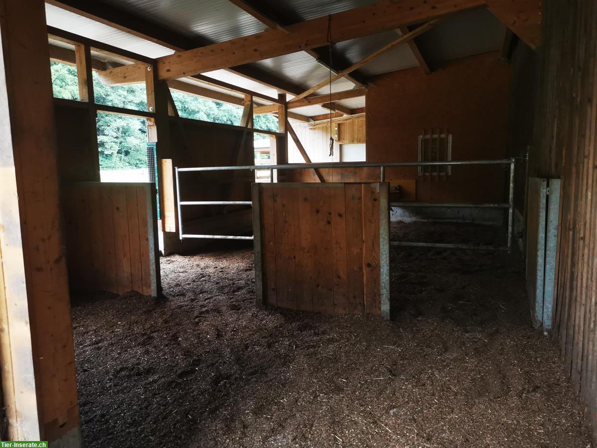 Bild 5: Offenstallplatz nähe Sursee auf Bauernhof