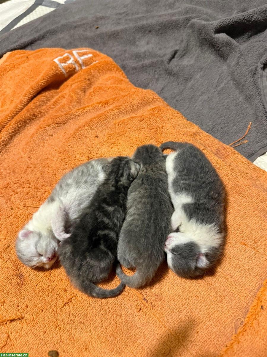 Zauberhafte Kitten abzugeben BKH x Perser Mix