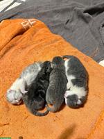 Zauberhafte Kitten abzugeben BKH x Perser Mix