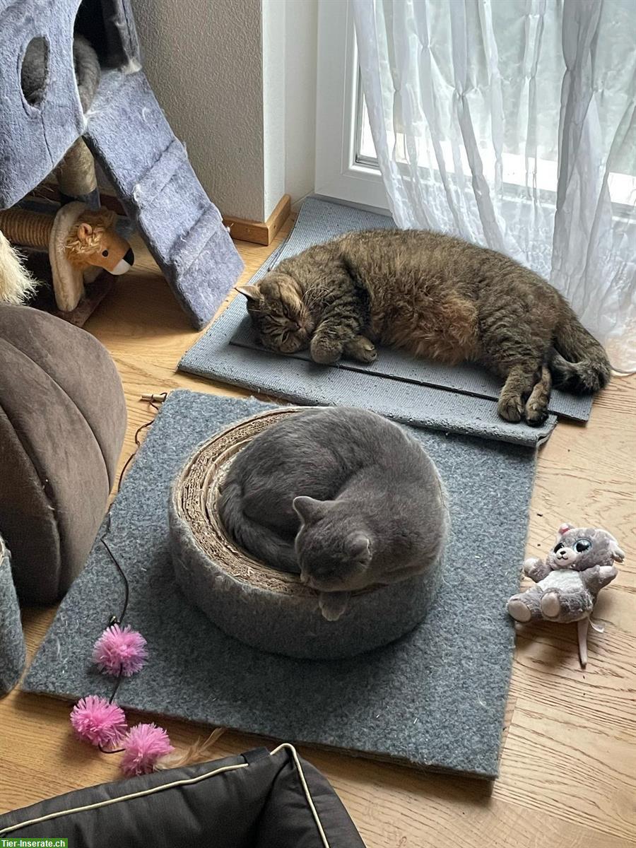 Bild 10: Zauberhafte Kitten abzugeben BKH x Perser Mix