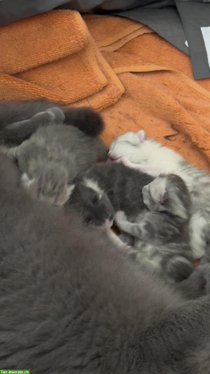Bild 2: Zauberhafte Kitten abzugeben BKH x Perser Mix