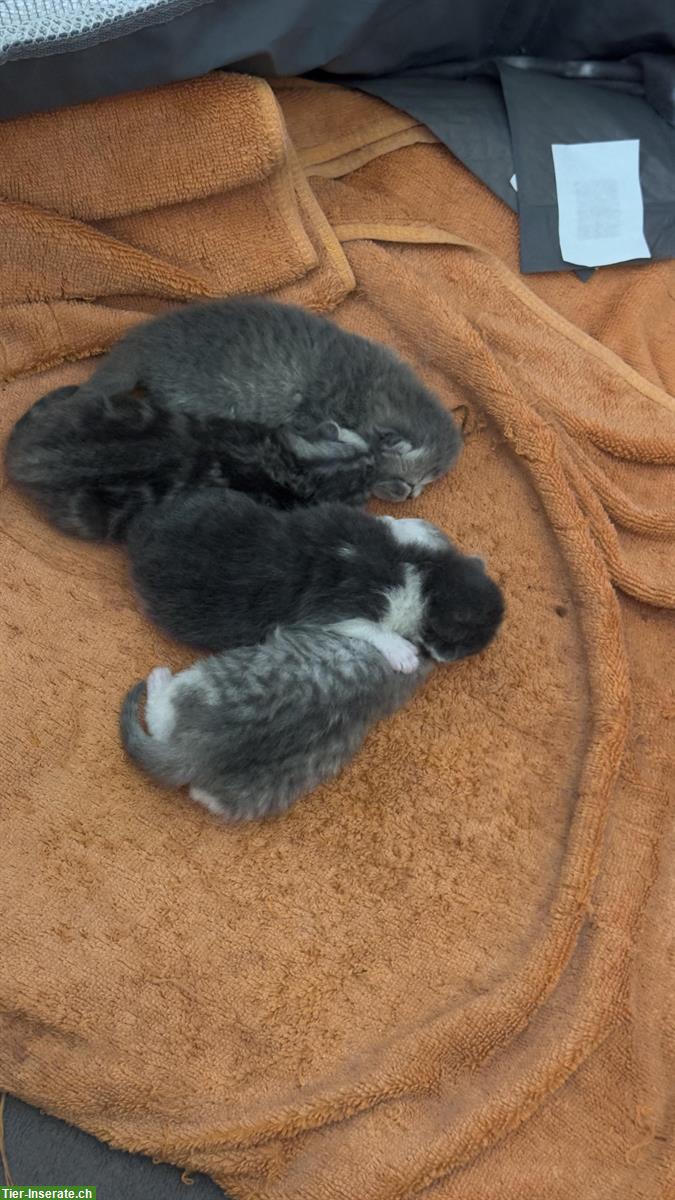 Bild 3: Zauberhafte Kitten abzugeben BKH x Perser Mix