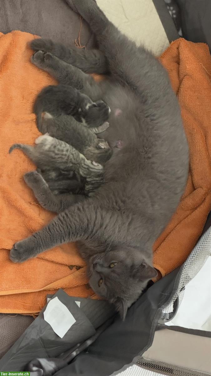 Bild 4: Zauberhafte Kitten abzugeben BKH x Perser Mix