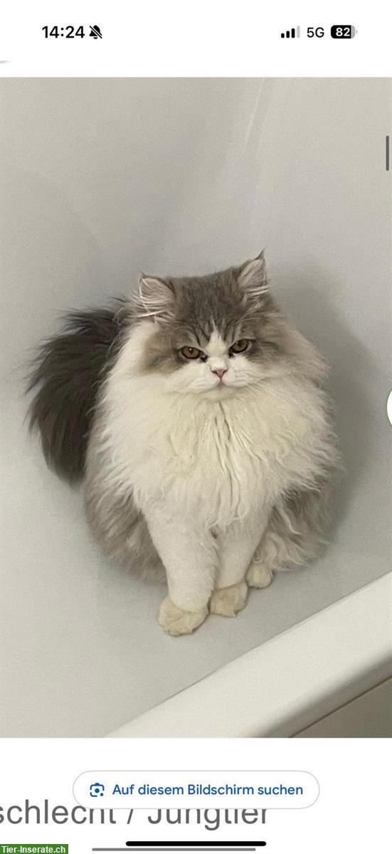 Bild 5: Zauberhafte Kitten abzugeben BKH x Perser Mix