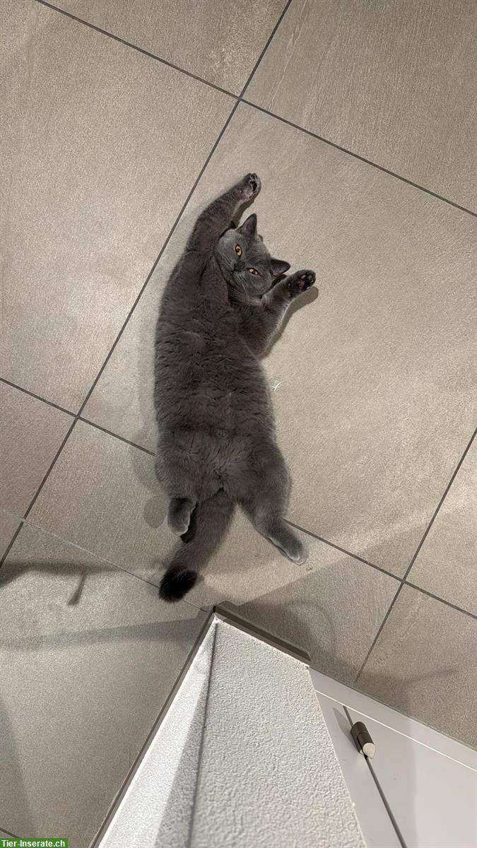 Bild 6: Zauberhafte Kitten abzugeben BKH x Perser Mix