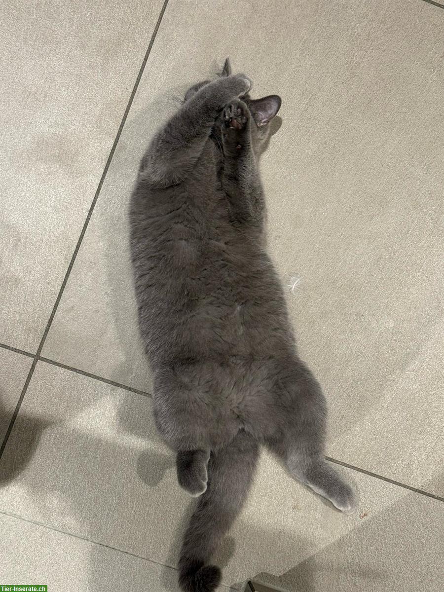 Bild 7: Zauberhafte Kitten abzugeben BKH x Perser Mix