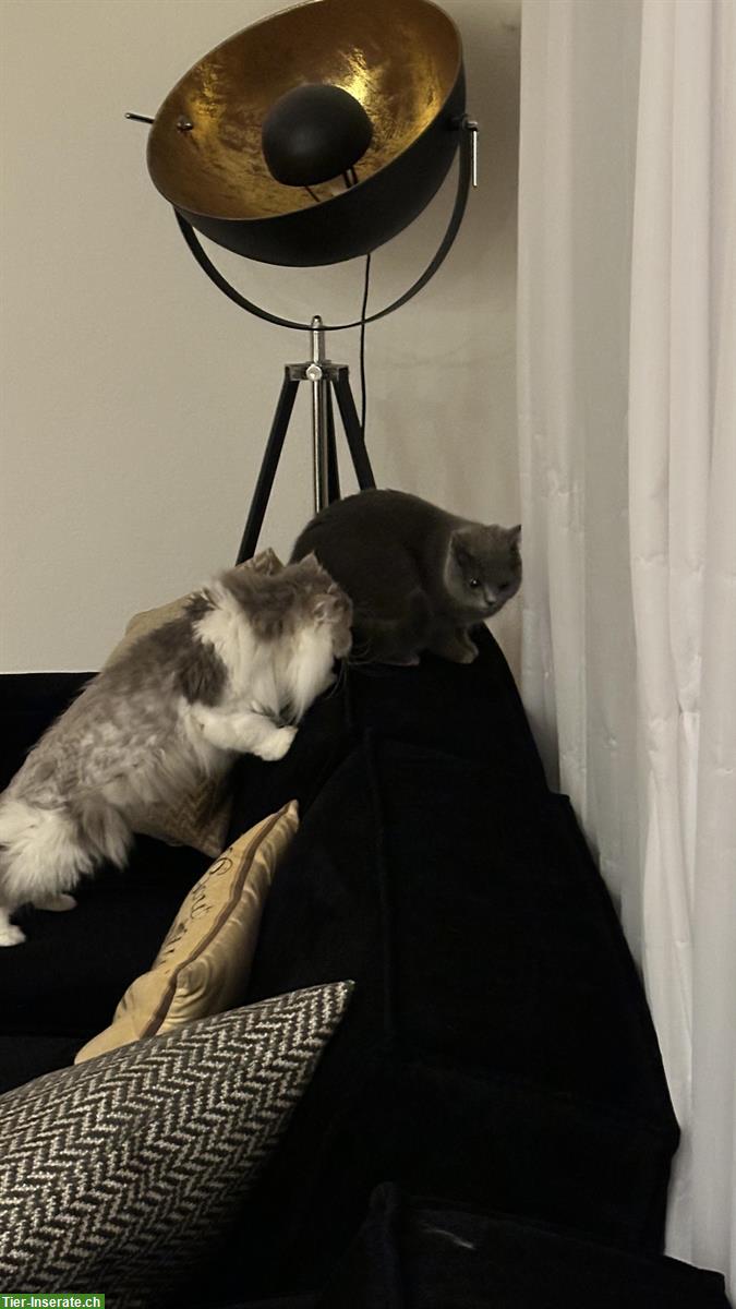 Bild 8: Zauberhafte Kitten abzugeben BKH x Perser Mix