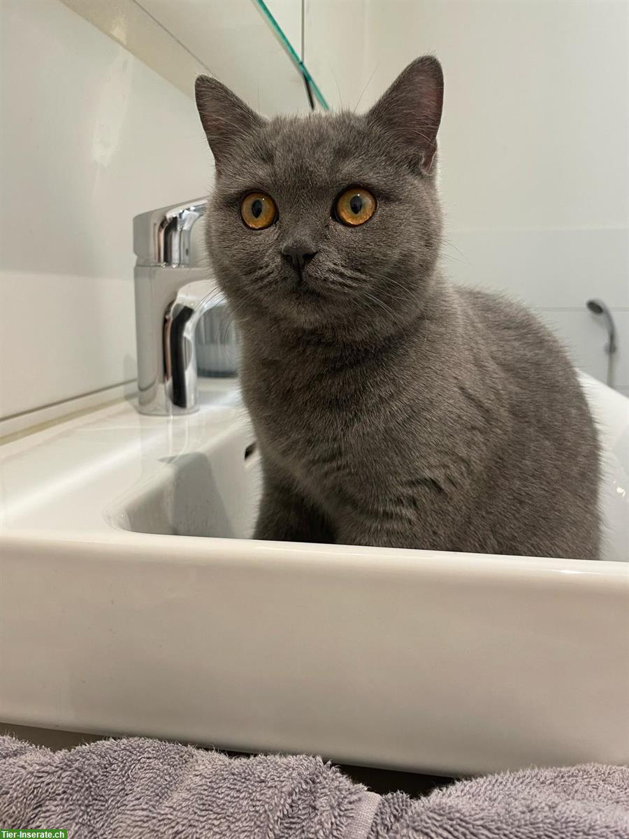 Bild 9: Zauberhafte Kitten abzugeben BKH x Perser Mix