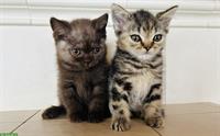 Britisch Kurzhaar Kitten suchen neues Zuhause