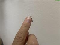 Junge Stabheuschrecken, Megaphasma denticrus