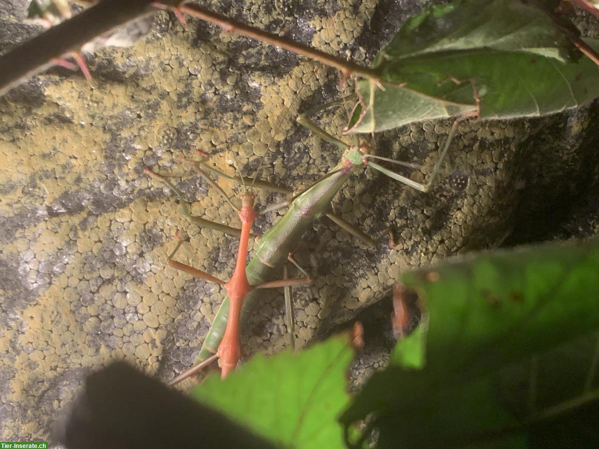 Bild 3: Stabheuschrecken, Megaphasma denticrus