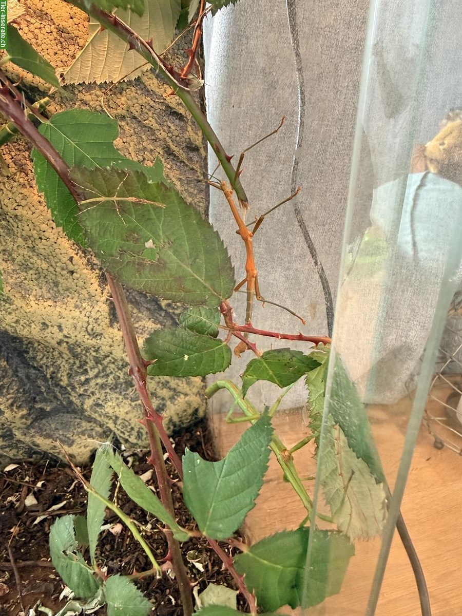 Bild 4: Stabheuschrecken, Megaphasma denticrus