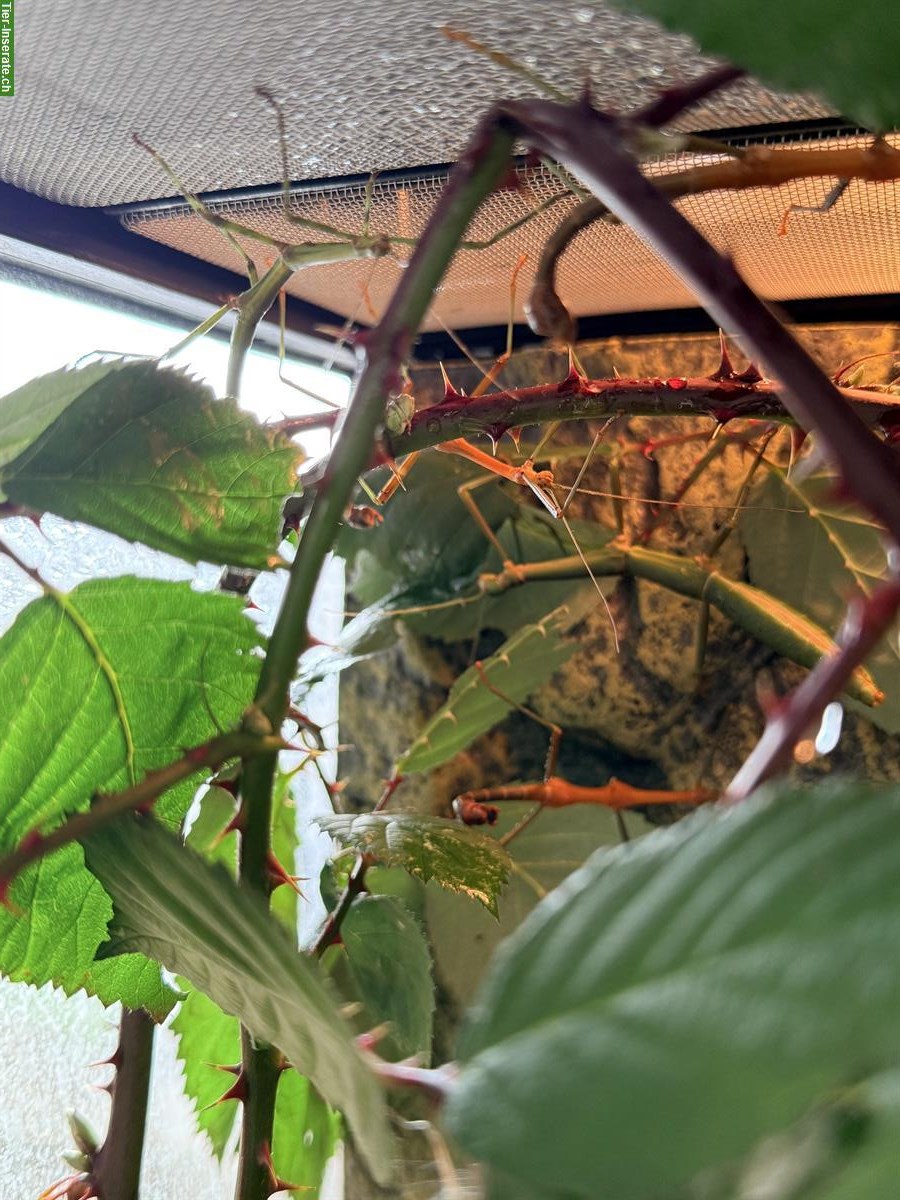 Bild 5: Stabheuschrecken, Megaphasma denticrus