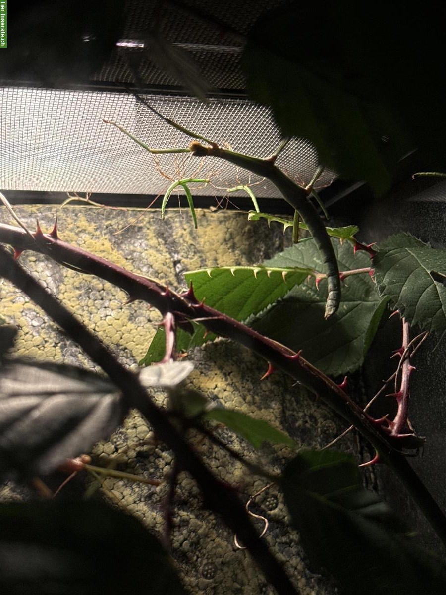 Bild 6: Stabheuschrecken, Megaphasma denticrus