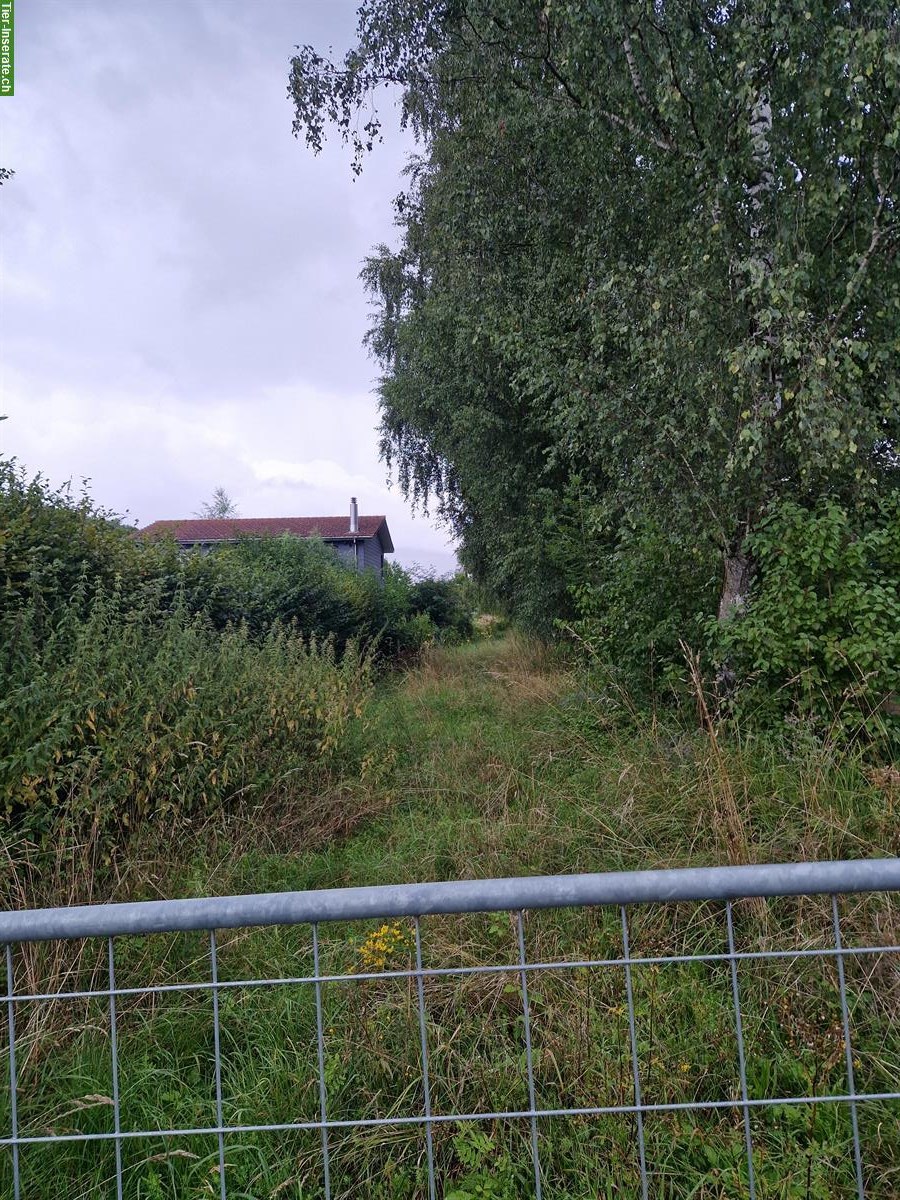 Grundstück zu verpachten für Schafe, Ziegen, Kühe, Ponys...