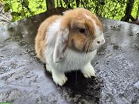 2 Minilop Weibchen, 5 Monate alt zur Abgabe