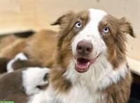 Australian Shepherd Welpen in red tri und black tri