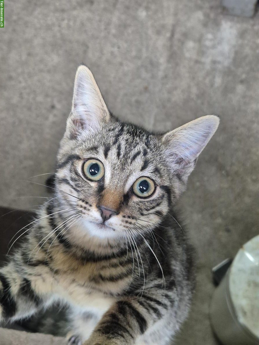 Junger zutraulicher Kater sucht ein Zuhause