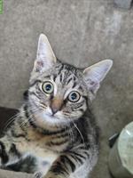 Junger zutraulicher Kater sucht ein Zuhause