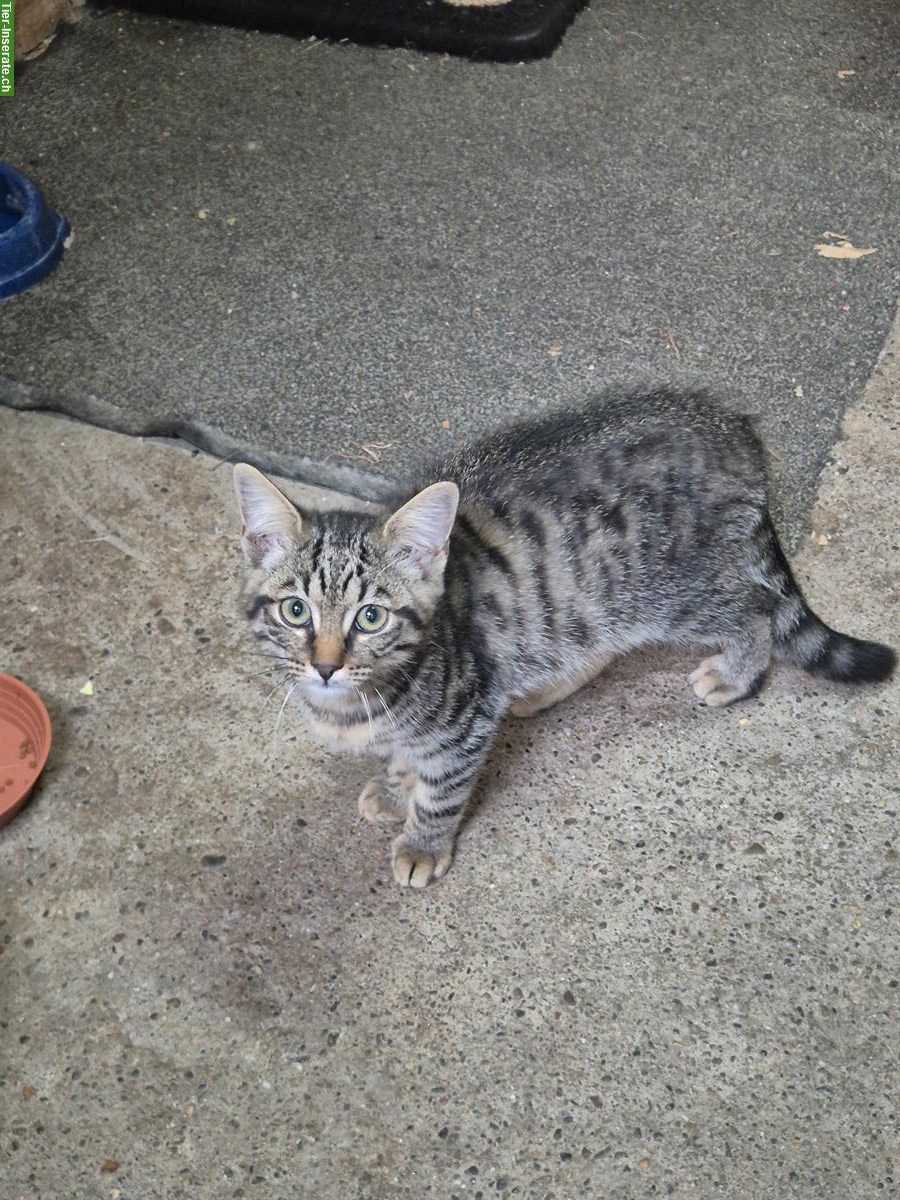 Bild 2: Junger zutraulicher Kater sucht ein Zuhause