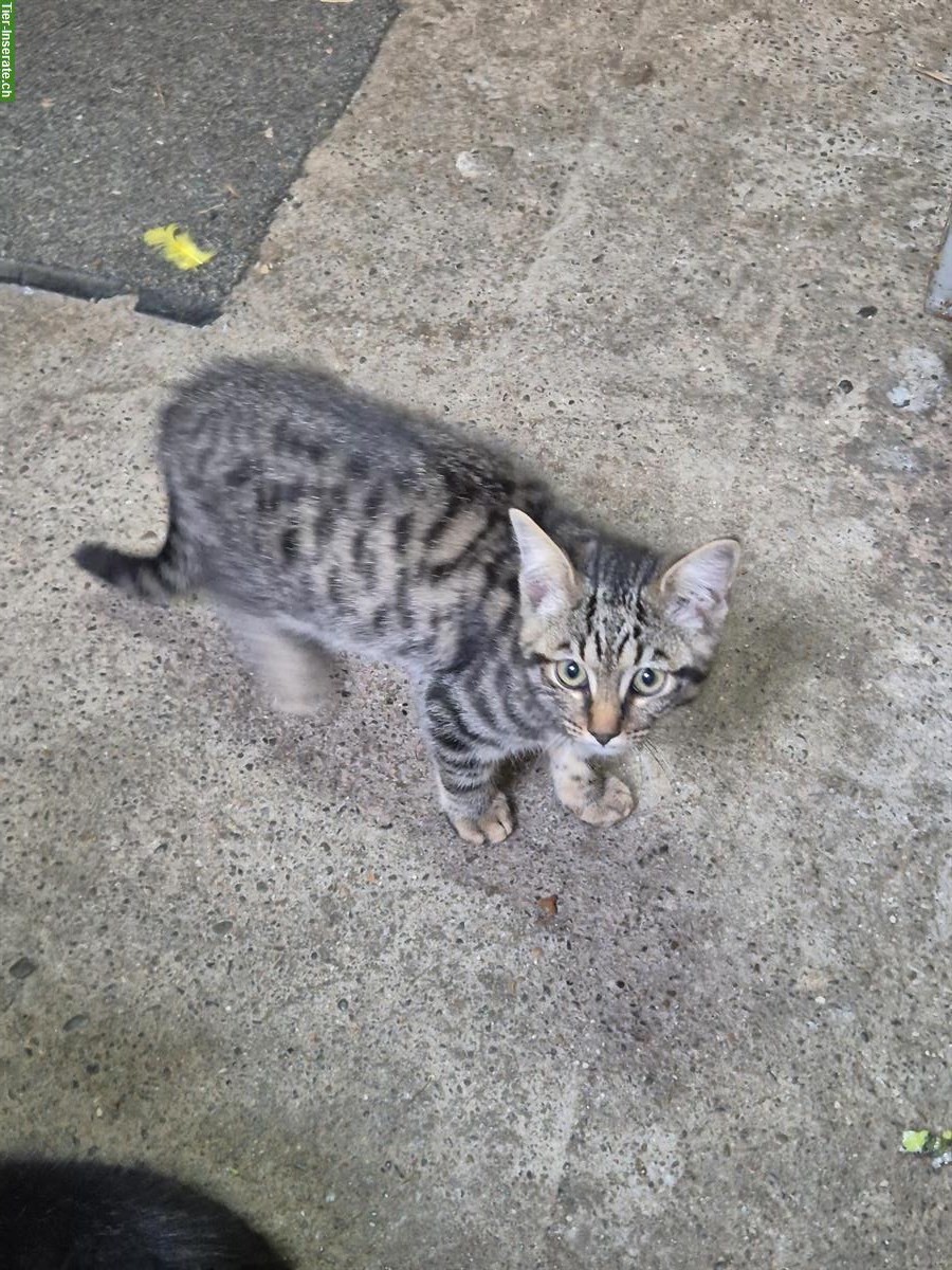 Bild 3: Junger zutraulicher Kater sucht ein Zuhause