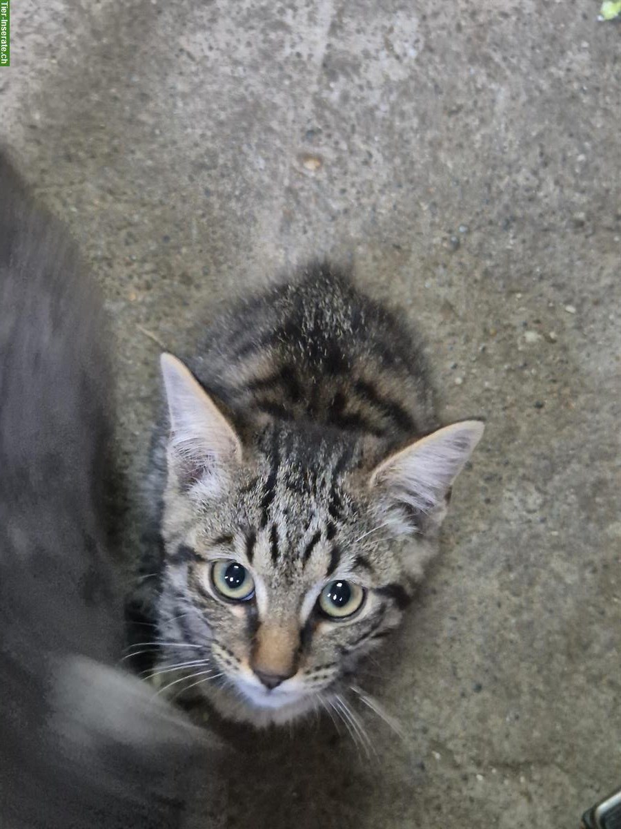 Bild 4: Junger zutraulicher Kater sucht ein Zuhause