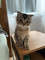 British Shorthair x Scottish Fold Mix Kitten