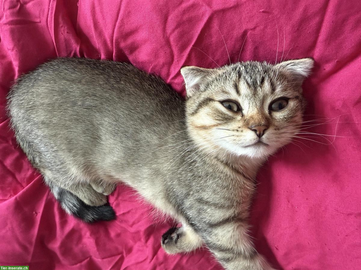 Bild 2: British Shorthair x Scottish Fold Mix Kitten