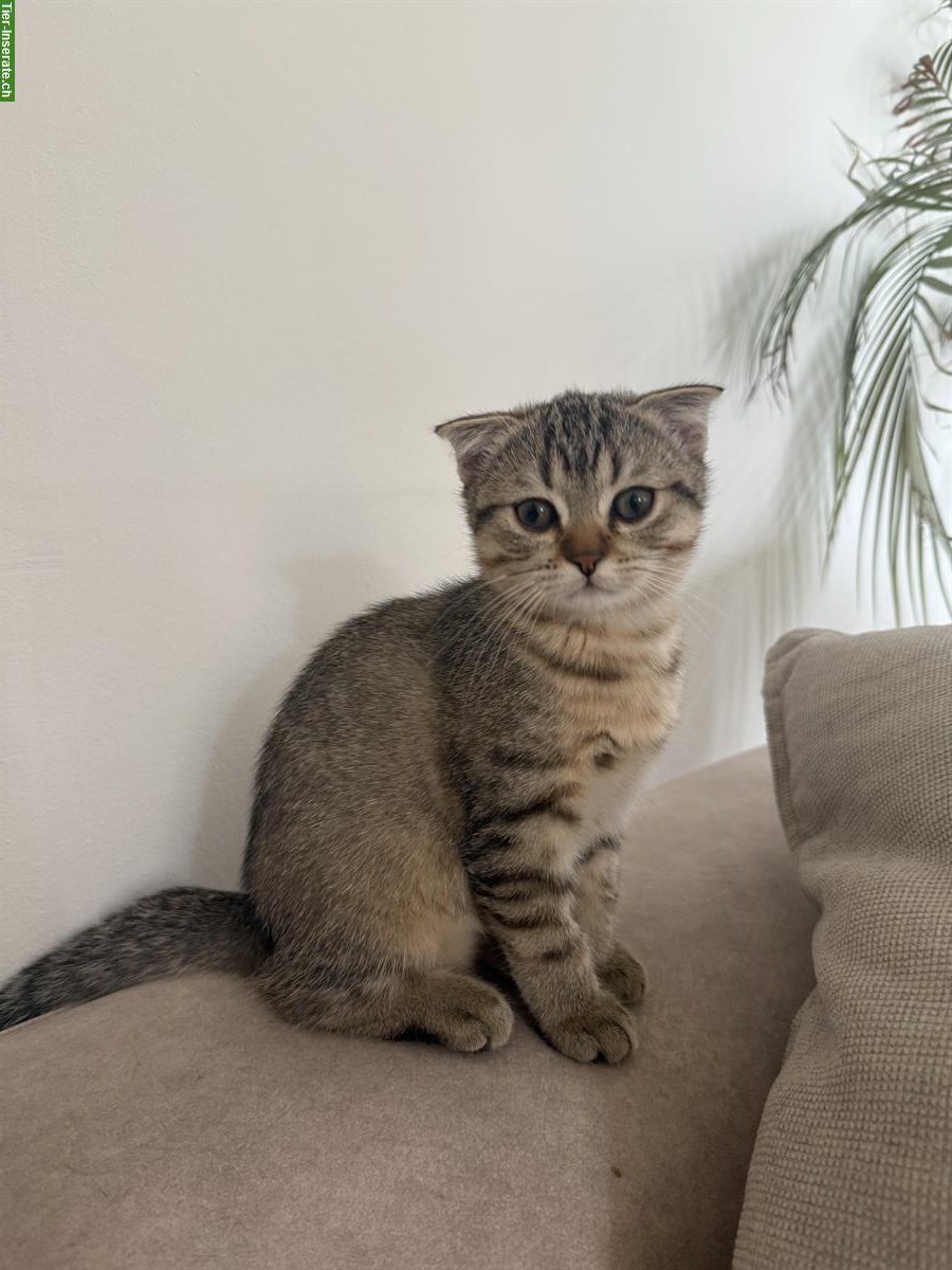 Bild 3: British Shorthair x Scottish Fold Mix Kitten