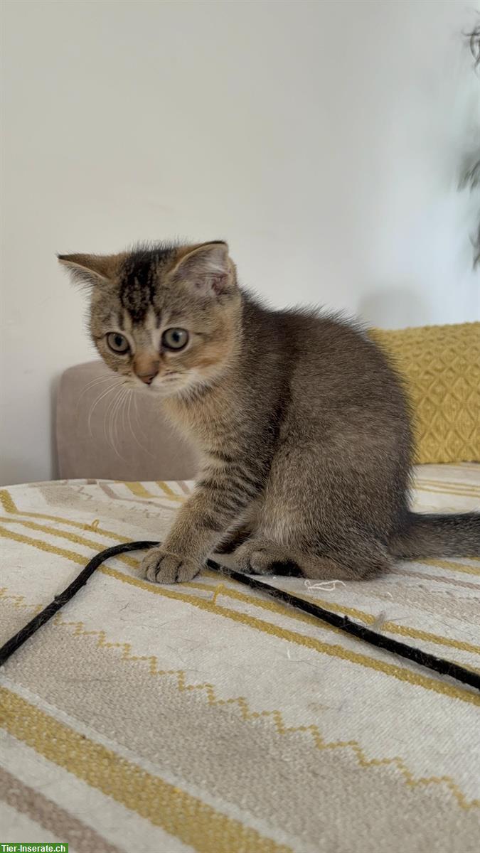 Bild 4: British Shorthair x Scottish Fold Mix Kitten