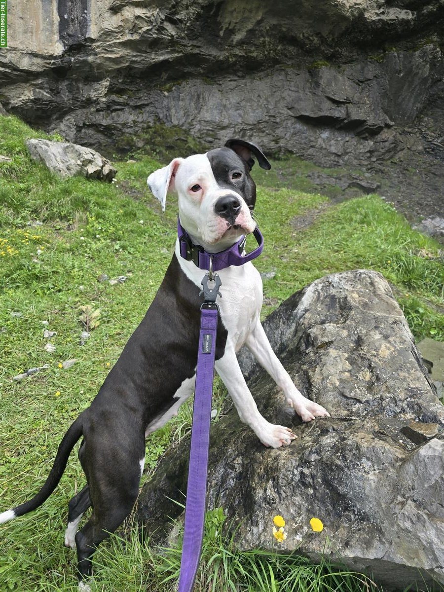 1-jährige Dogo Argentino Mischlings Hündin