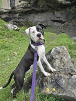 1-jährige Dogo Argentino Mischlings Hündin