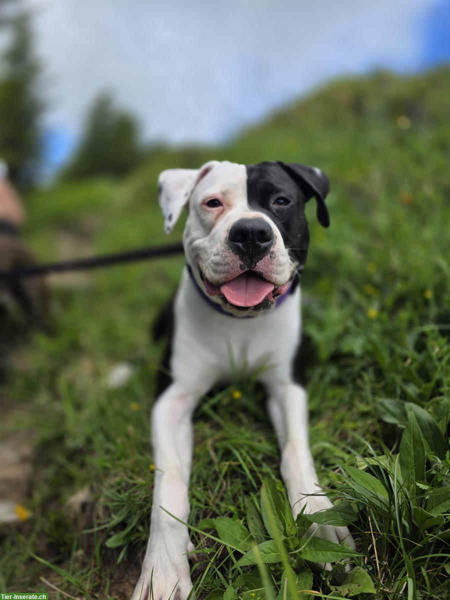 Bild 2: 1-jährige Dogo Argentino Mischlings Hündin