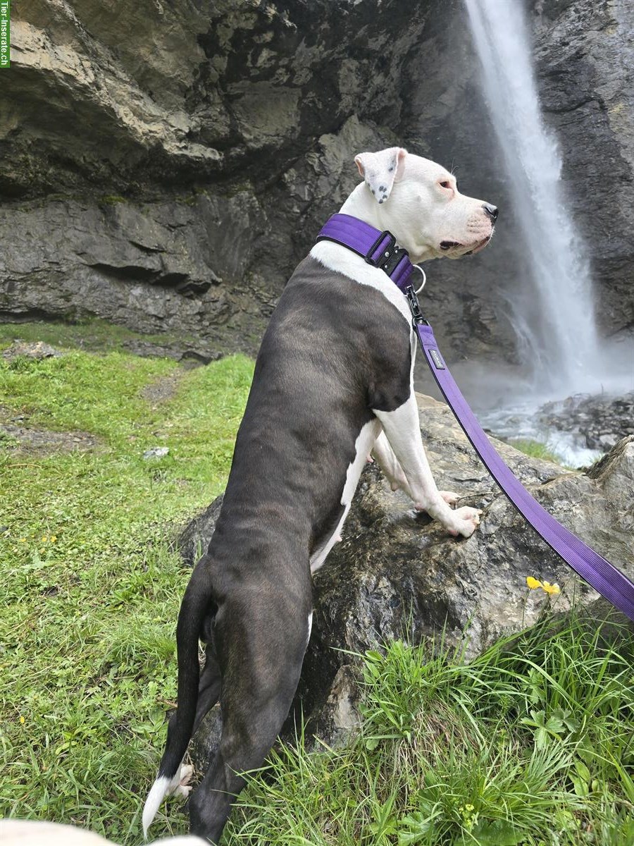 Bild 4: 1-jährige Dogo Argentino Mischlings Hündin