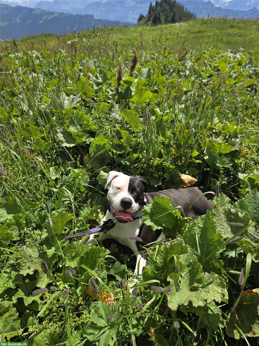 Bild 5: 1-jährige Dogo Argentino Mischlings Hündin