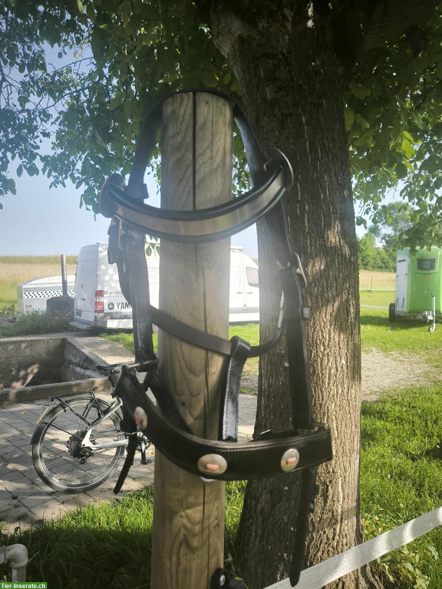 Bild 3: Spitzkumt Rückegeschirr komplett zu verkaufen