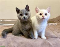 Reinrassige BKH Kitten, männlich mit Stammbaum