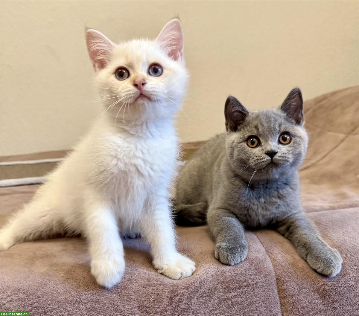Bild 2: Reinrassige BKH Kitten, männlich mit Stammbaum
