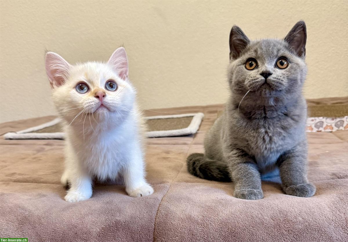 Bild 3: Reinrassige BKH Kitten, männlich mit Stammbaum
