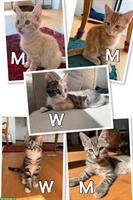 Kitten männlich & weiblich suchen ein Zuhause