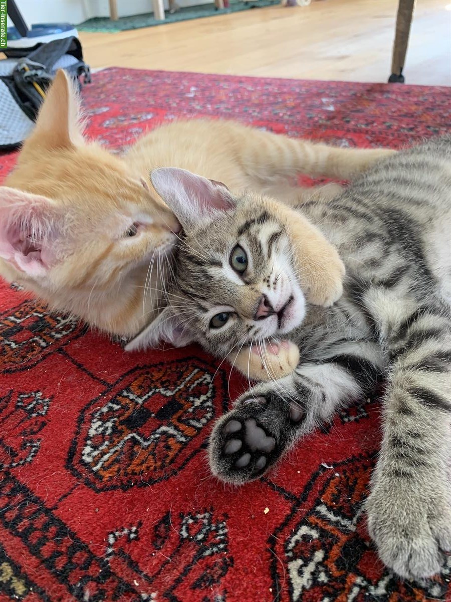 Bild 2: Kitten männlich & weiblich suchen ein Zuhause