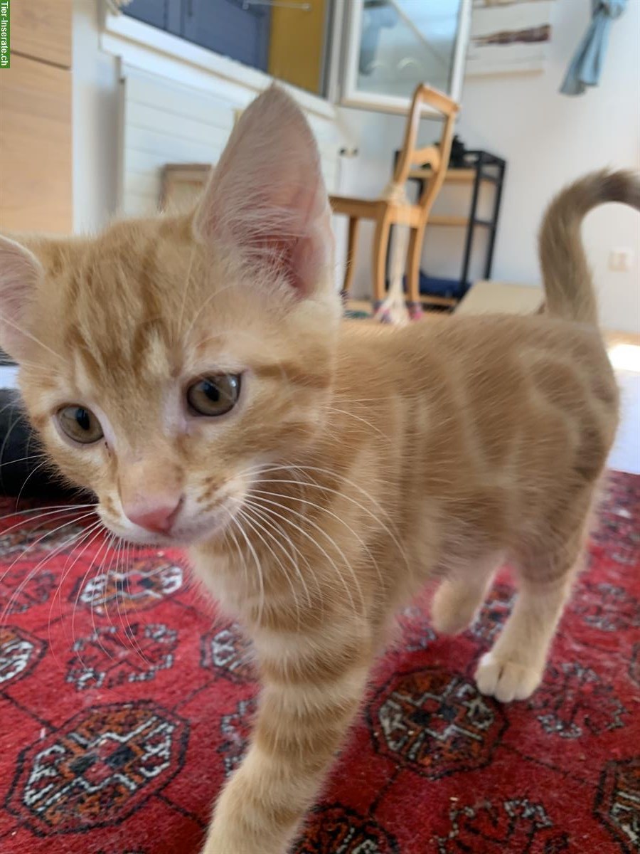 Bild 3: Kitten männlich & weiblich suchen ein Zuhause