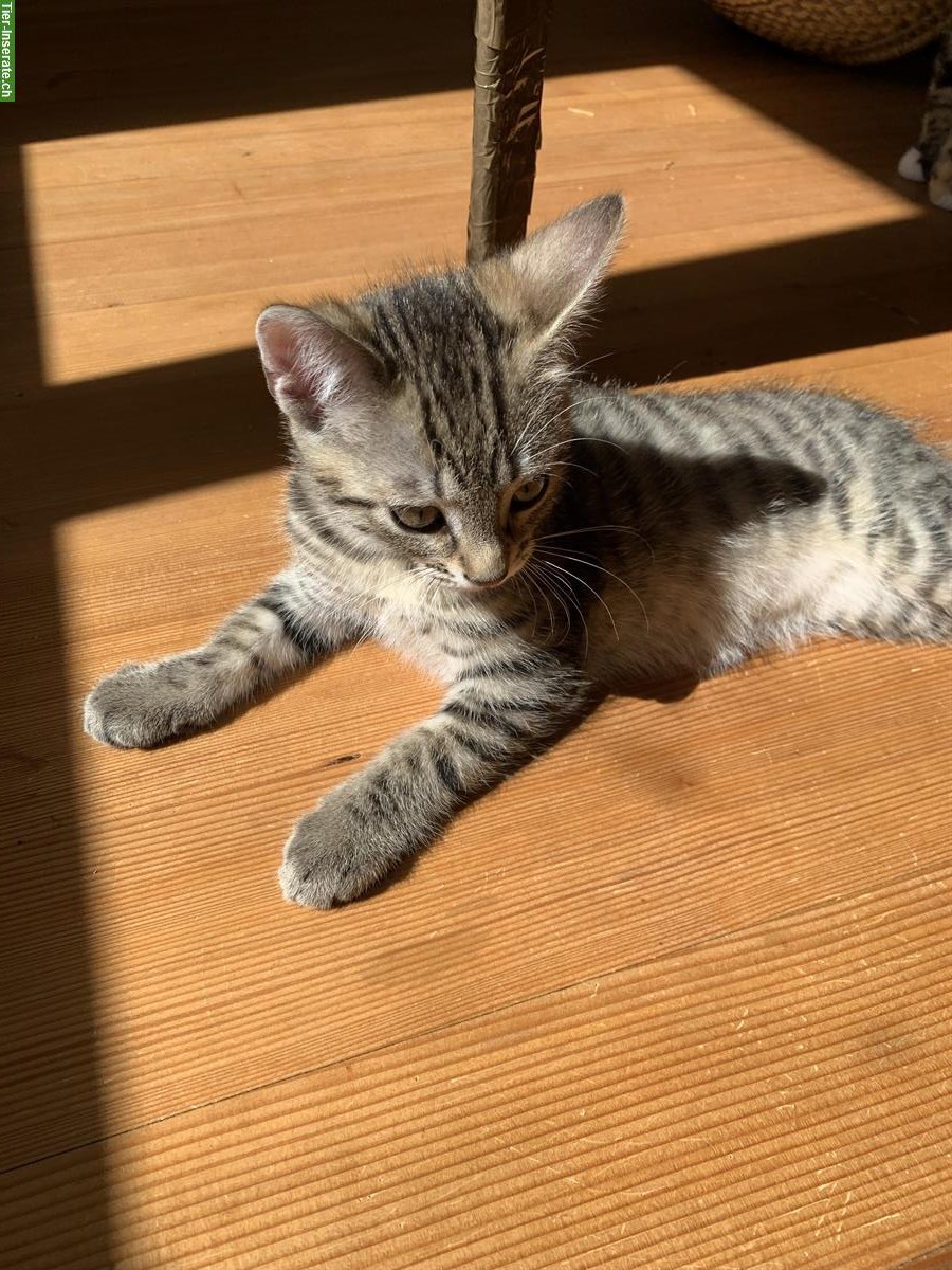 Bild 4: Kitten männlich & weiblich suchen ein Zuhause