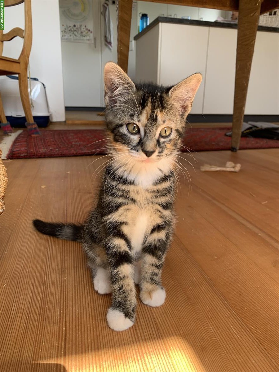 Bild 5: Kitten männlich & weiblich suchen ein Zuhause