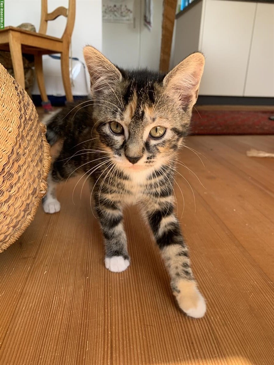 Bild 6: Kitten männlich & weiblich suchen ein Zuhause