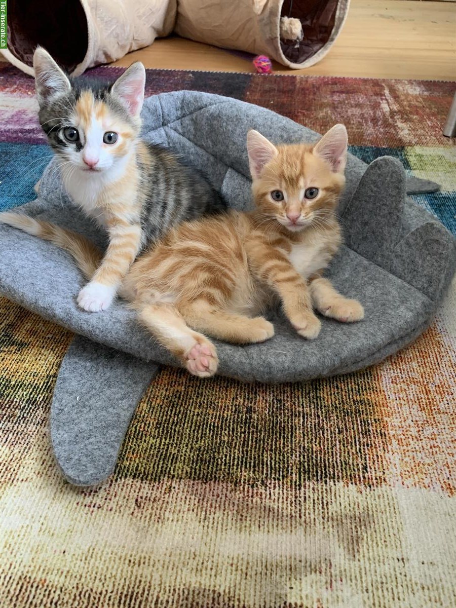 Bild 7: Kitten männlich & weiblich suchen ein Zuhause