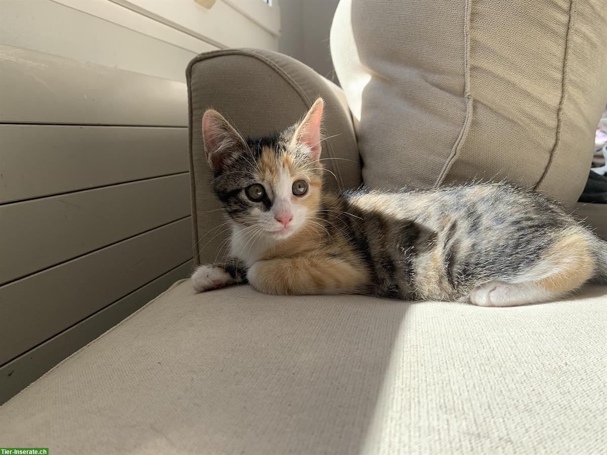Bild 8: Kitten männlich & weiblich suchen ein Zuhause