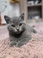 Junger Perser x BKH Mix Kater
